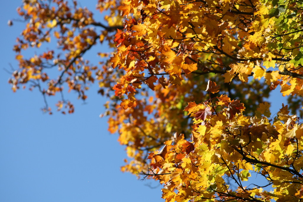 siedlergemeinschaft_aisch_adelsdorf_herbstwanderung_2016